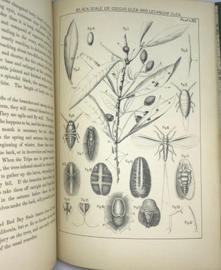 The Olive; Its Culture in Theory and Practice