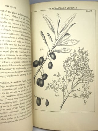 The Olive; Its Culture in Theory and Practice